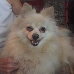 Meet your Posher, Annie